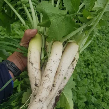 Fresh Radish